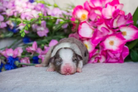Australian Shepherd - Winstead Lucky Tinker 