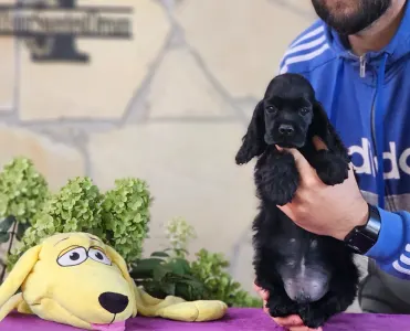 Amerikai cocker spániel - Hendrix Of Your Sweetest Dream