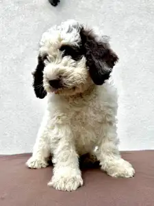 Spanischer Wasserhund - Bandido