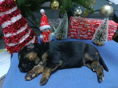 German Shepherd Dog - Csereerdei Kira