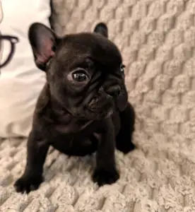 French Bulldog - Miora Frenchie Russel