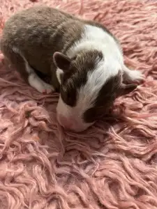 Border Collie - Barna Szuka