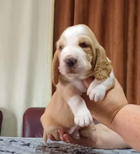 Basset Hound - "c" Alom