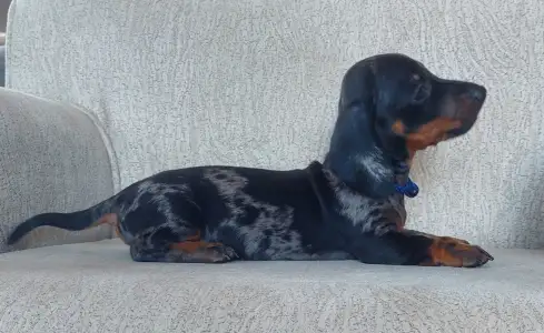 Dachshund - Leo Disney Dream