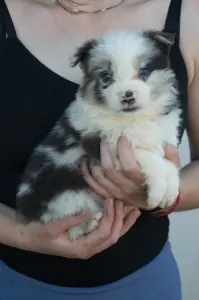 Border Collie - Kék Nyakörv/blue Merle Kan