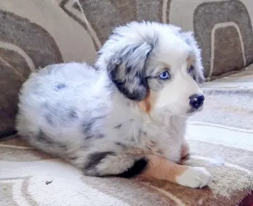 Miniature American Shepherd - Amber 