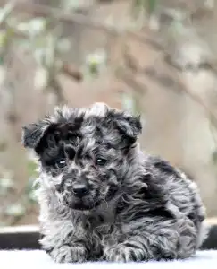 Mudi - Pörgelóci Süti