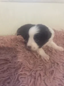 Border Collie - Barna Szuka 
