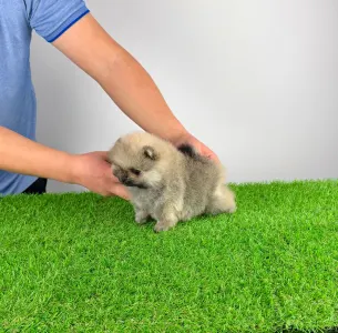 German Pomeranian Spitz - Sibylle