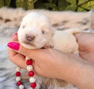 West Highland White Terrier - Bella