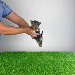 Yorkshire Terrier - Boxy