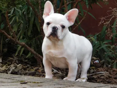 Francia bulldog - Leo