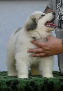 Pyrenean Mountain Dog - Candybelldream Eddy