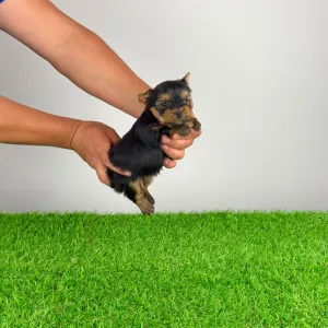 Yorkshire Terrier - Yogo