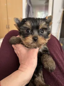 Yorkshire Terrier - Karolina