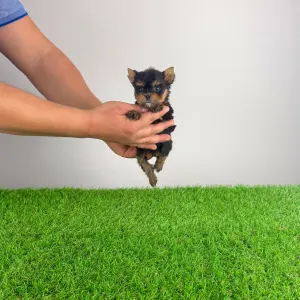 Yorkshire Terrier - Kick