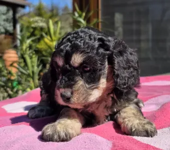 Cavapoo - Maya