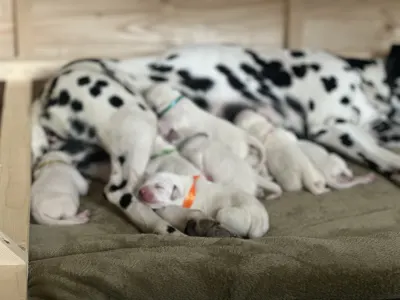 Dalmatinski pas - Arina