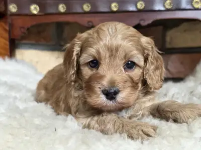 Cavapoo - Silk
