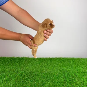 Cavalier King Charles Spaniel - Luxus