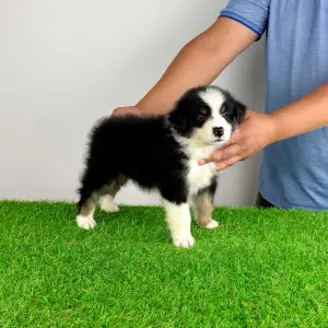 Australian Shepherd - Grudo