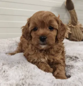 Cavapoo - Ugri