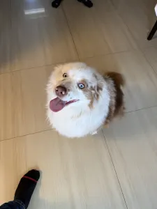 Australský ovčák - Pajti