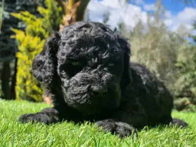 Cavapoo - Zorro