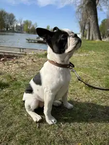 Boston Terrier - Babett