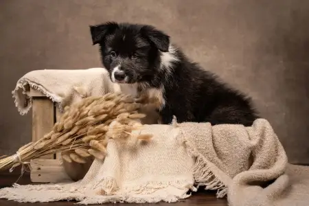 Border Collie - Cool Dark Design