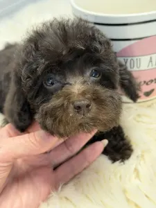 Barbone toy - Yoko(toy)