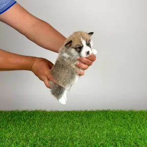 Pembroke Welsh Corgi - Zyrus