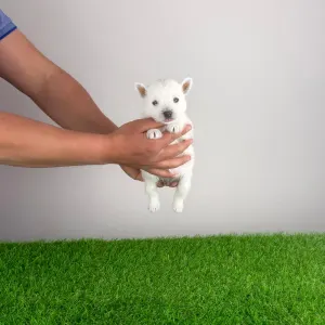 West Highland White Terrier - Jette
