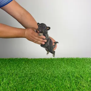 Чихуахуа - Opera