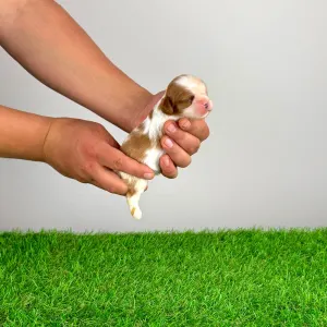 Cavalier King Charles Spaniel - Katie