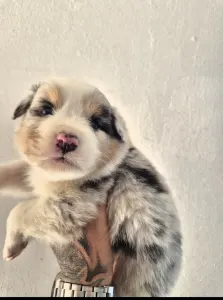 Australian Shepherd - Bubu