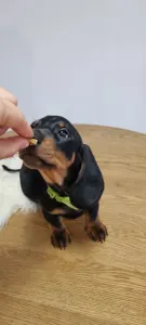 Dachshund - Aramis Noble Knight