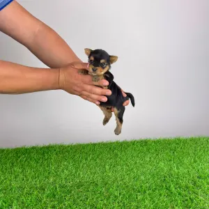 Jorkšírský teriér - Verdi