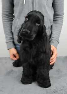 Angol Cocker spániel - Spirit Of Midnight