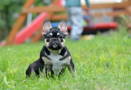 Französische Bulldogge - Fifi