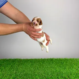 Cavalier king Charles spaniel - Isabelle