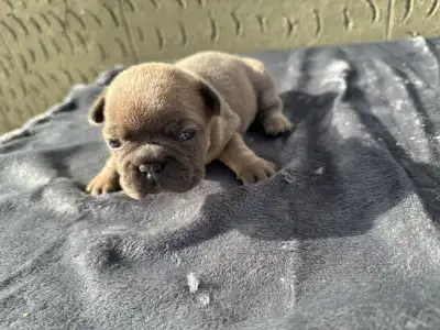 Francuski buldog - Kira