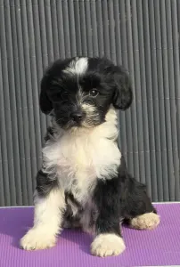 Terrier tibétain - Lupita