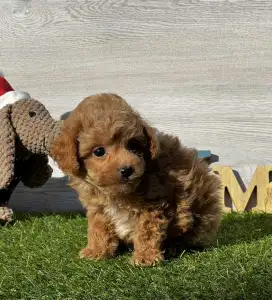 Мальтипу - Kiry