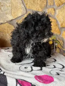 Maltipoo - Oreo