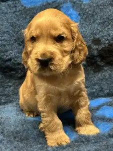 Cocker Spaniel anglais - Domino