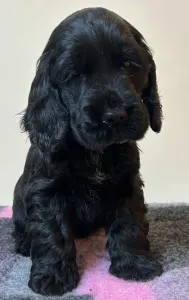Cocker spaniel angielski - Demona