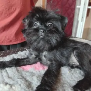 Affenpinscher - Grisha