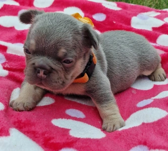 Francia bulldog - Available Puppy Dogs