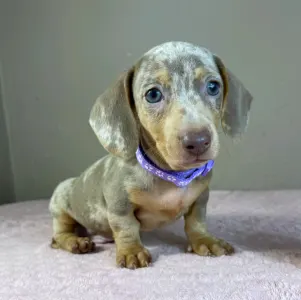 Dachshund - Harry